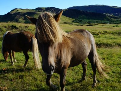 Iceland Horse