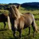 Iceland Horse