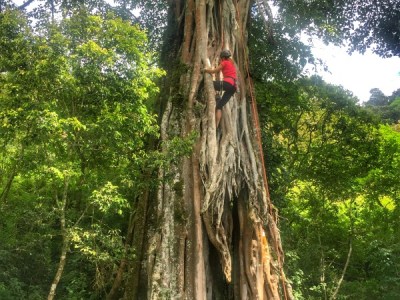 Tree climbing in Costa Rica adventure vacation