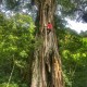 Tree climbing in Costa Rica adventure vacation