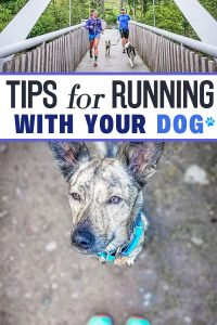 Running With Your Dog: 7 Must Do's and a Few Don'ts - RunToTheFinish