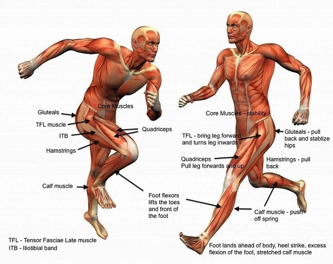 What Muscles Does Running Work? 7 Key Groups