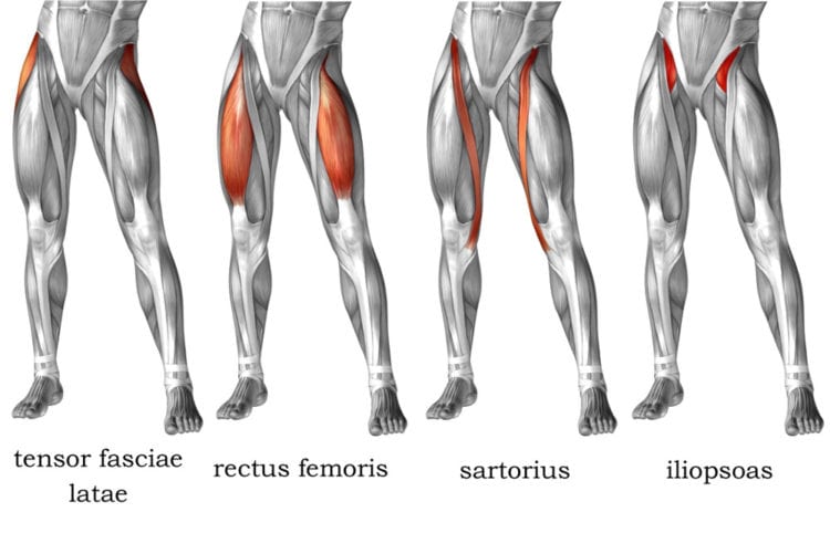 what are hip flexor muscles