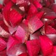 benefits of beets for runners