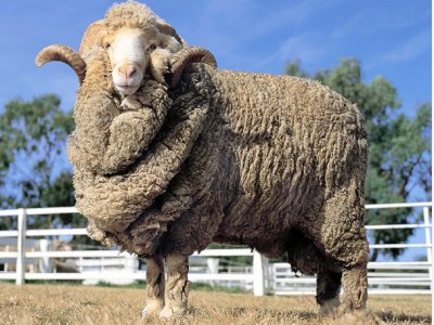 Merino Wool for Runners