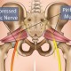 sciatic pain in runners