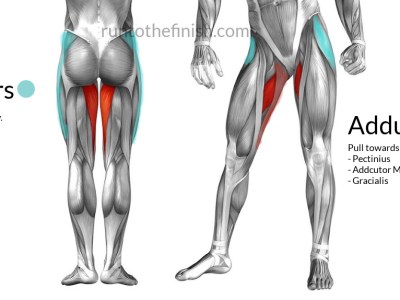 hip adductors vs abductors