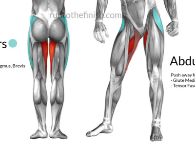 hip adductors vs abductors