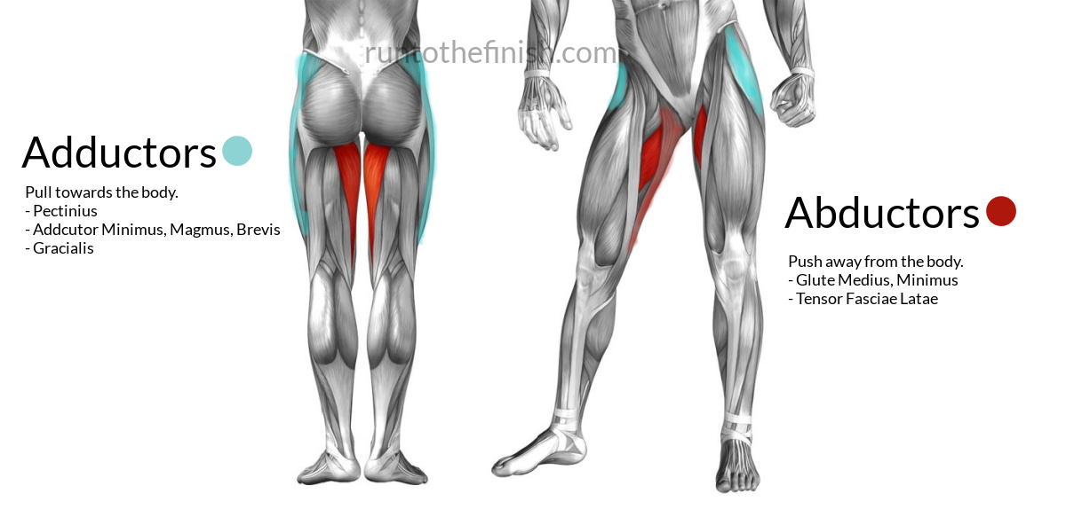 Adductors vs. Abductors in Working and Vitality Teaching (Outlined by a PT)