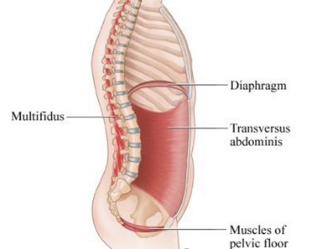 pelvic floor muscles