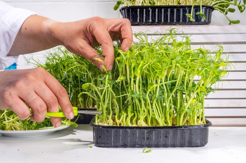 woman cutting fresh microgreens