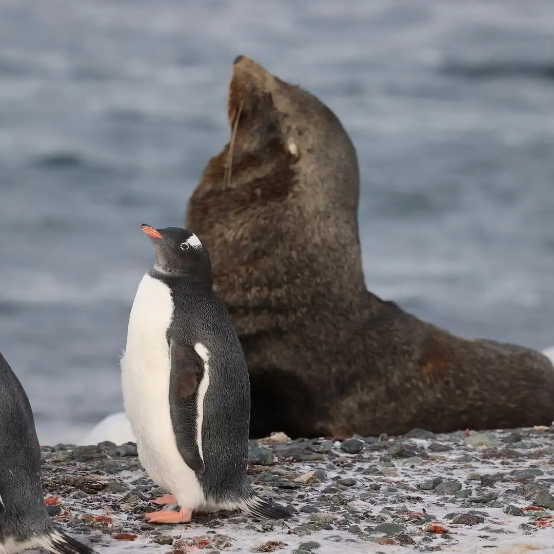 Antarctica marathon tours