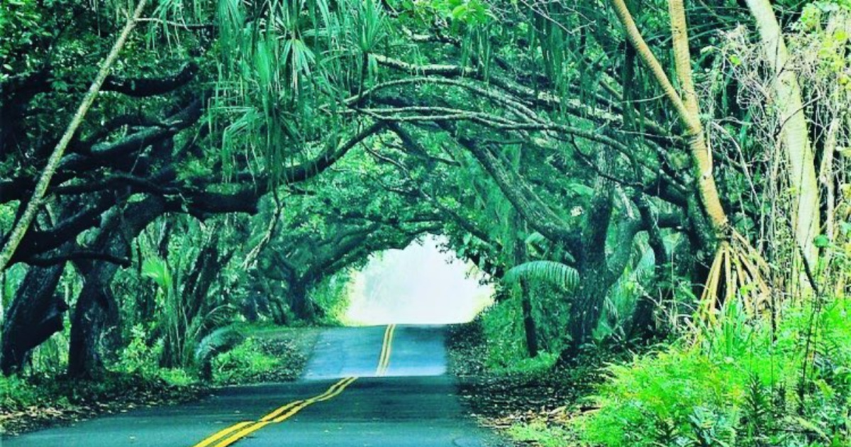 tunnel of trees on hawaii's big island